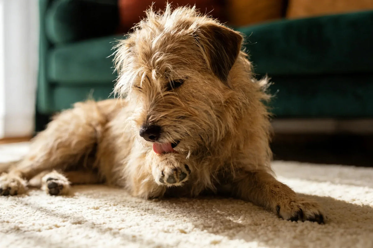 A scruffy terrier mix lying on a cream rug licks her front paw, a common sign that sends owners looking for a dog paw yeast infection home remedy.