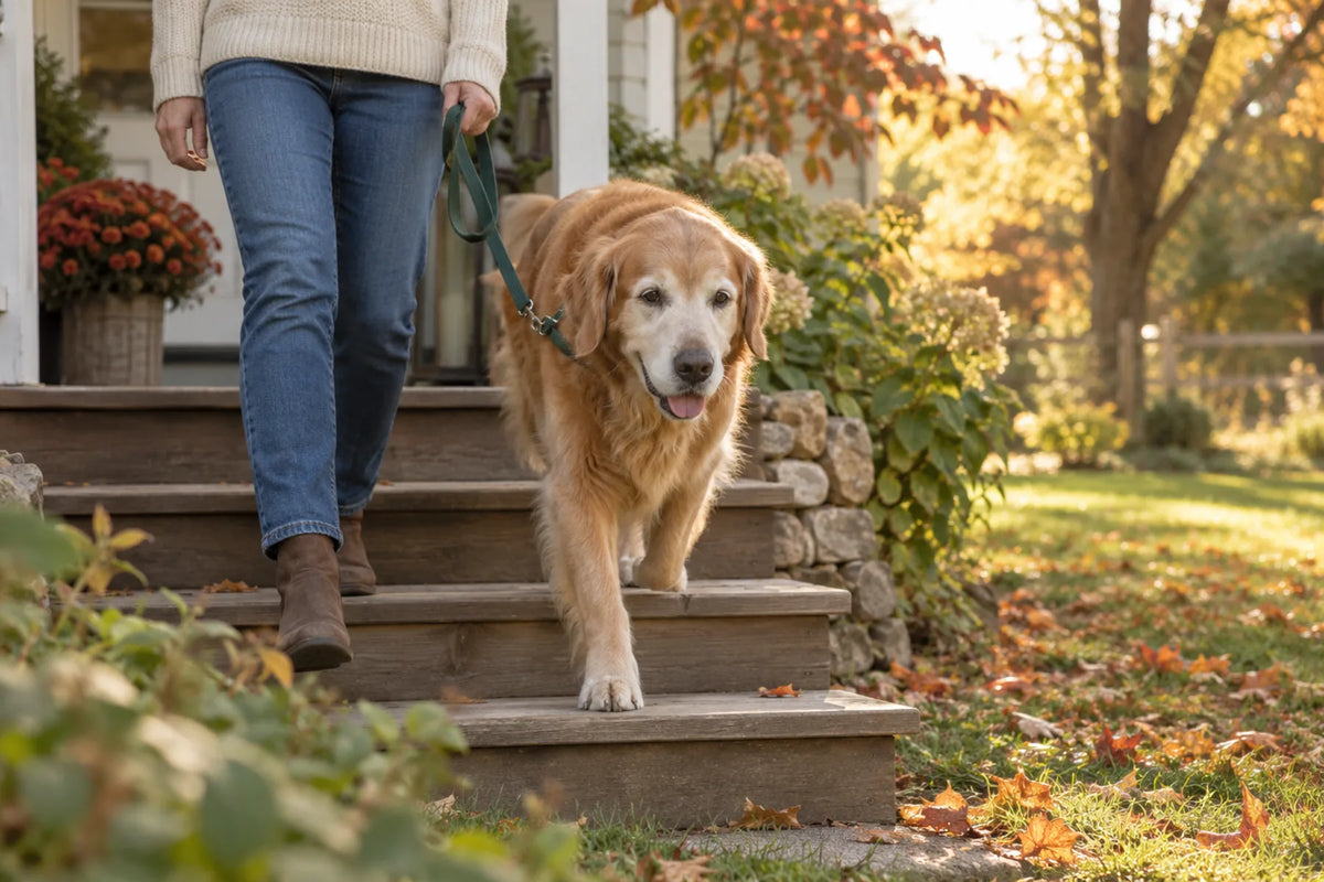 A senior golden retriever with a grey muzzle walks carefully down wooden porch steps beside her owner, the kind of moment that has people asking what MSM for dogs does.