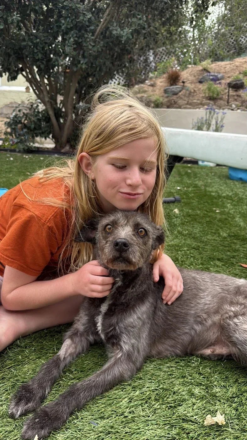 A child cuddles a scruffy gray dog on the grass.