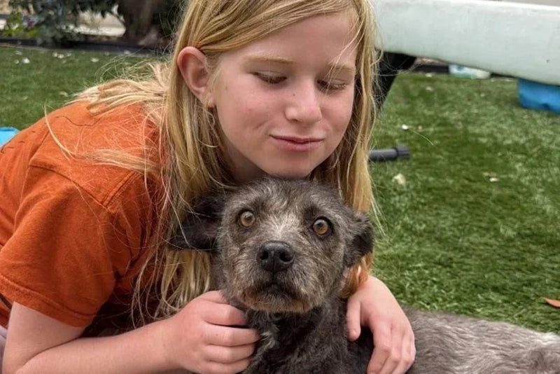 A child cuddles a scruffy gray dog on the grass.