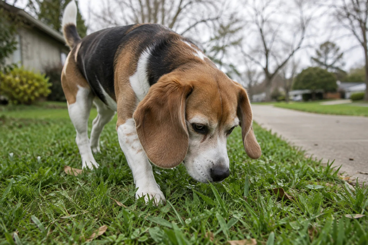 A beagle sniffs the grass beside a neighborhood footpath.