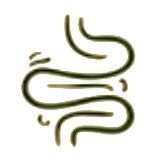 Gut & digestion